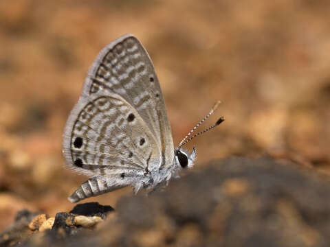 Image of Bright Babul Blue