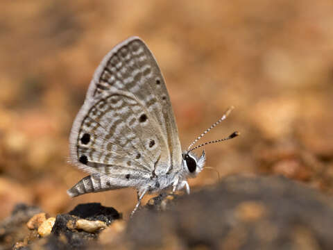 Image of Bright Babul Blue