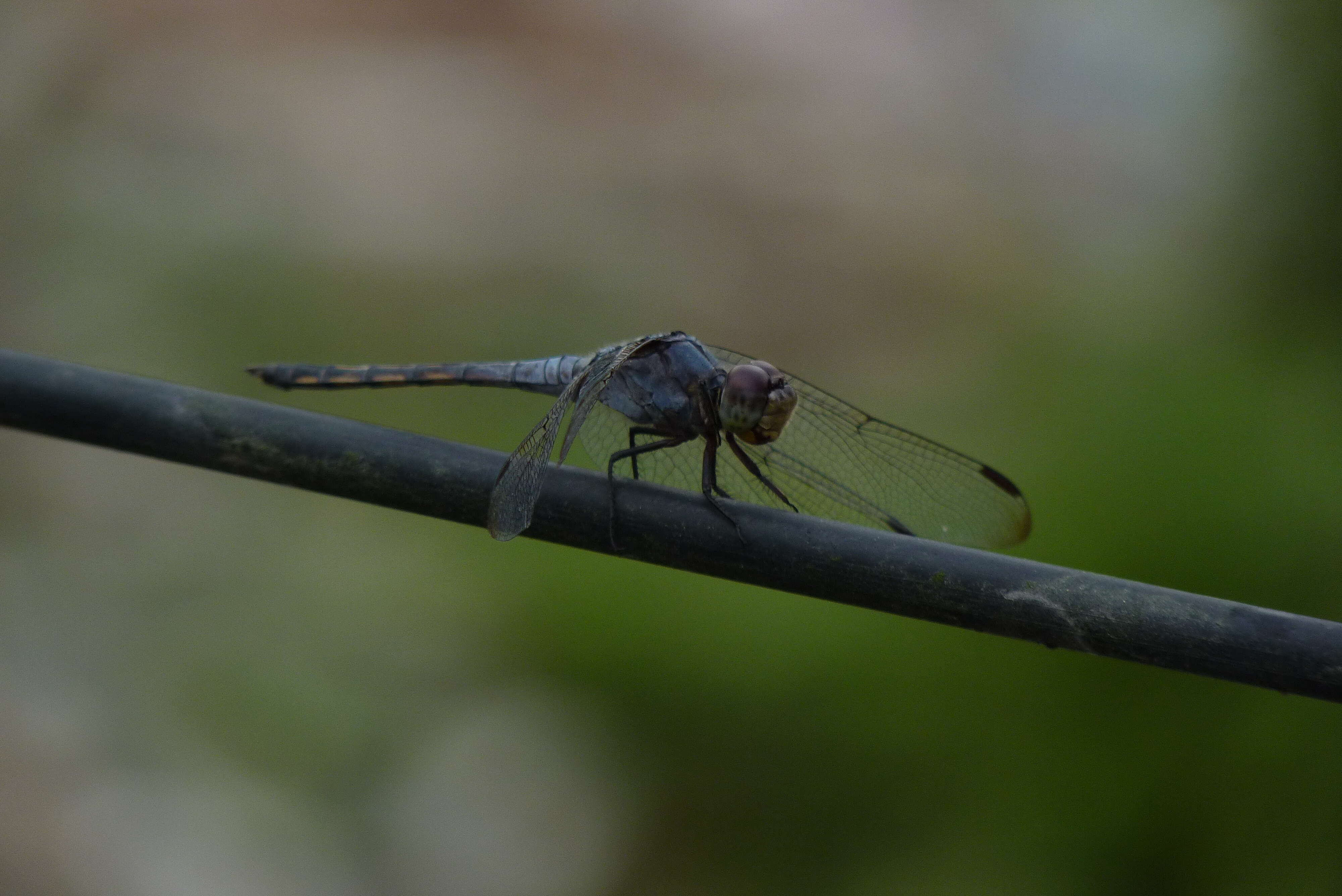 Image of Blue Chaser