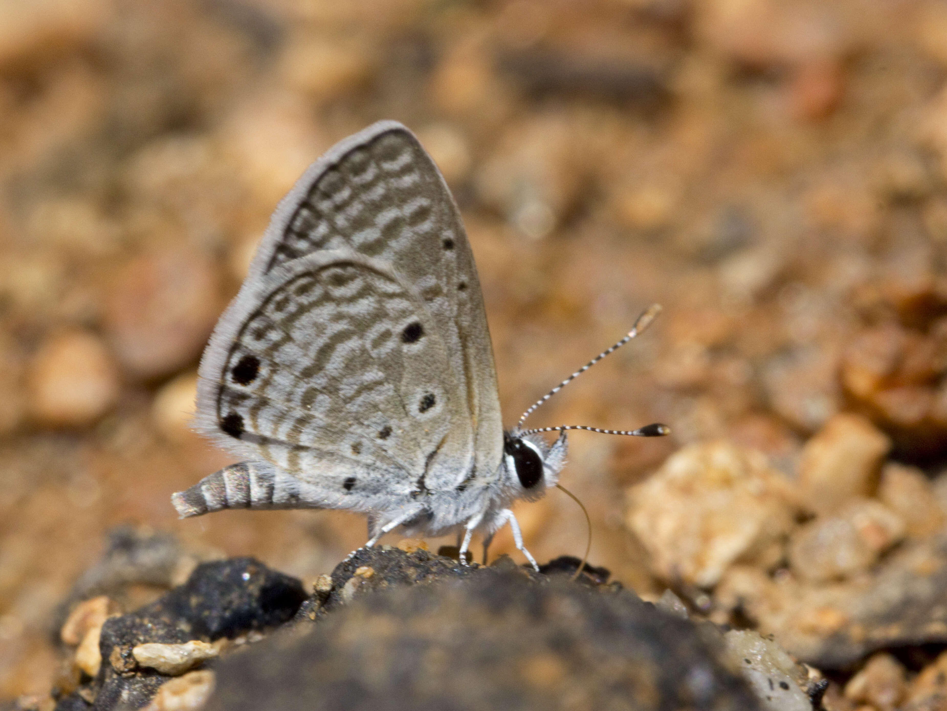 Image of Bright Babul Blue