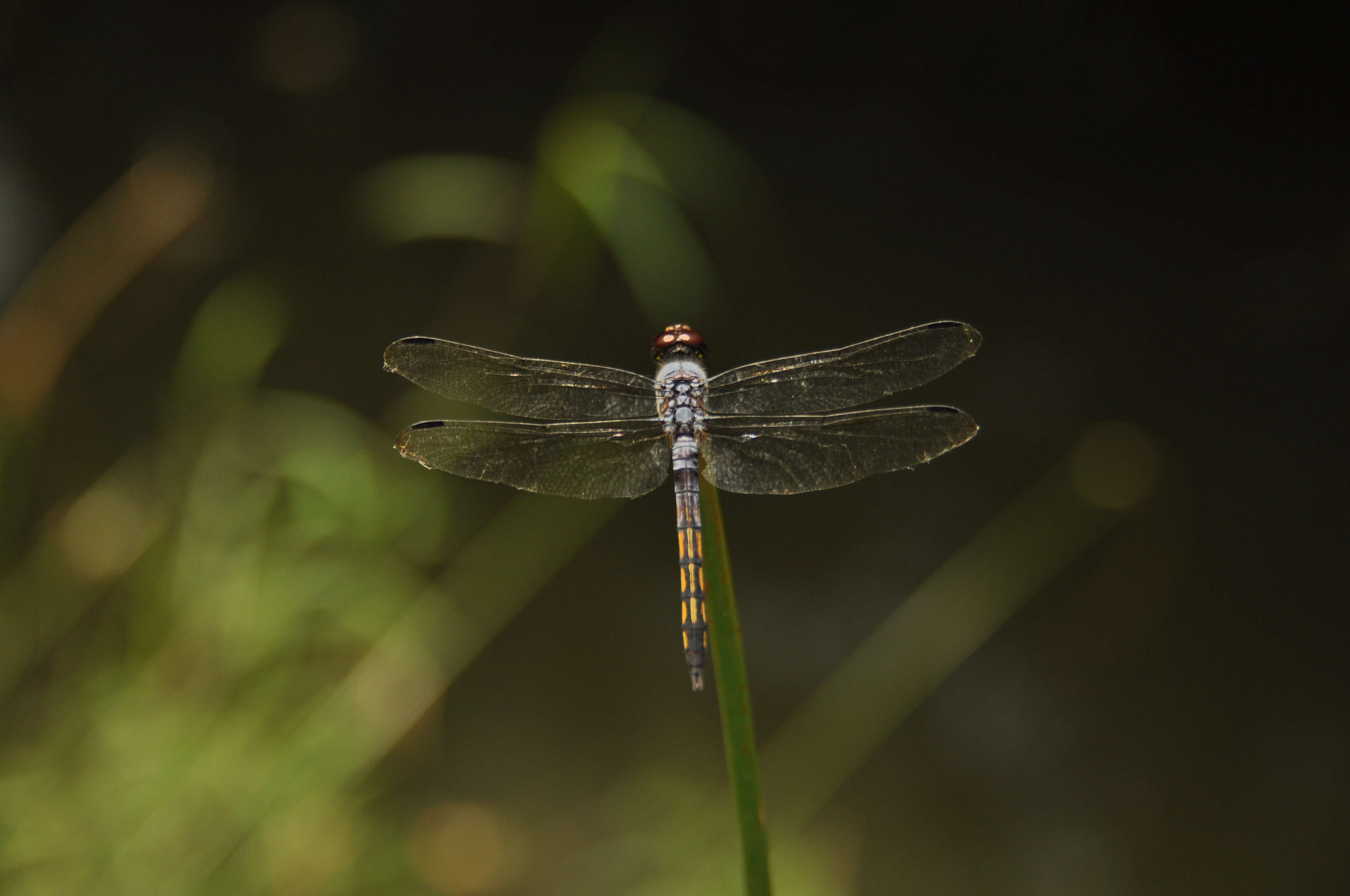 Image of Blue Chaser