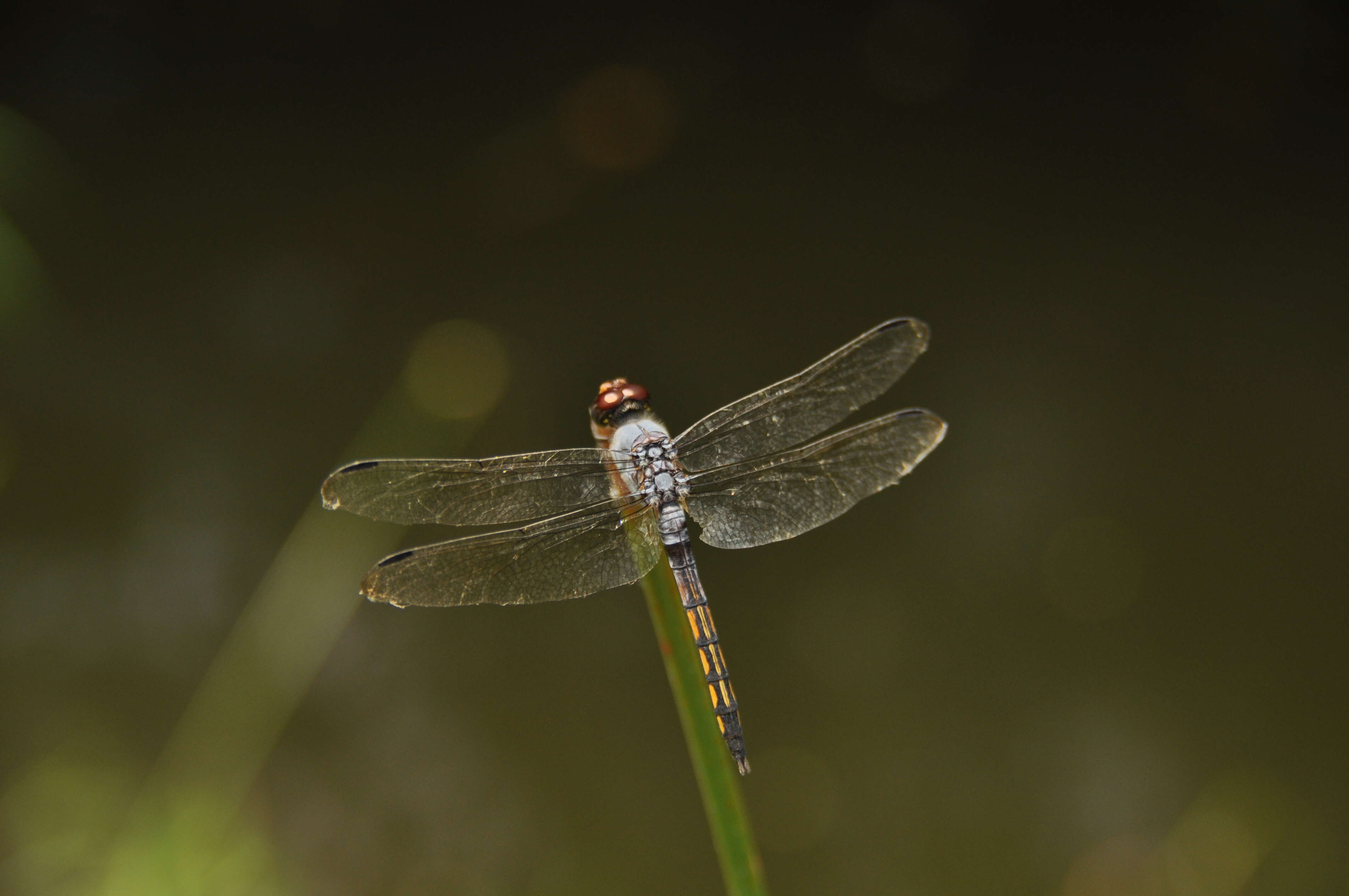 Image of Blue Chaser