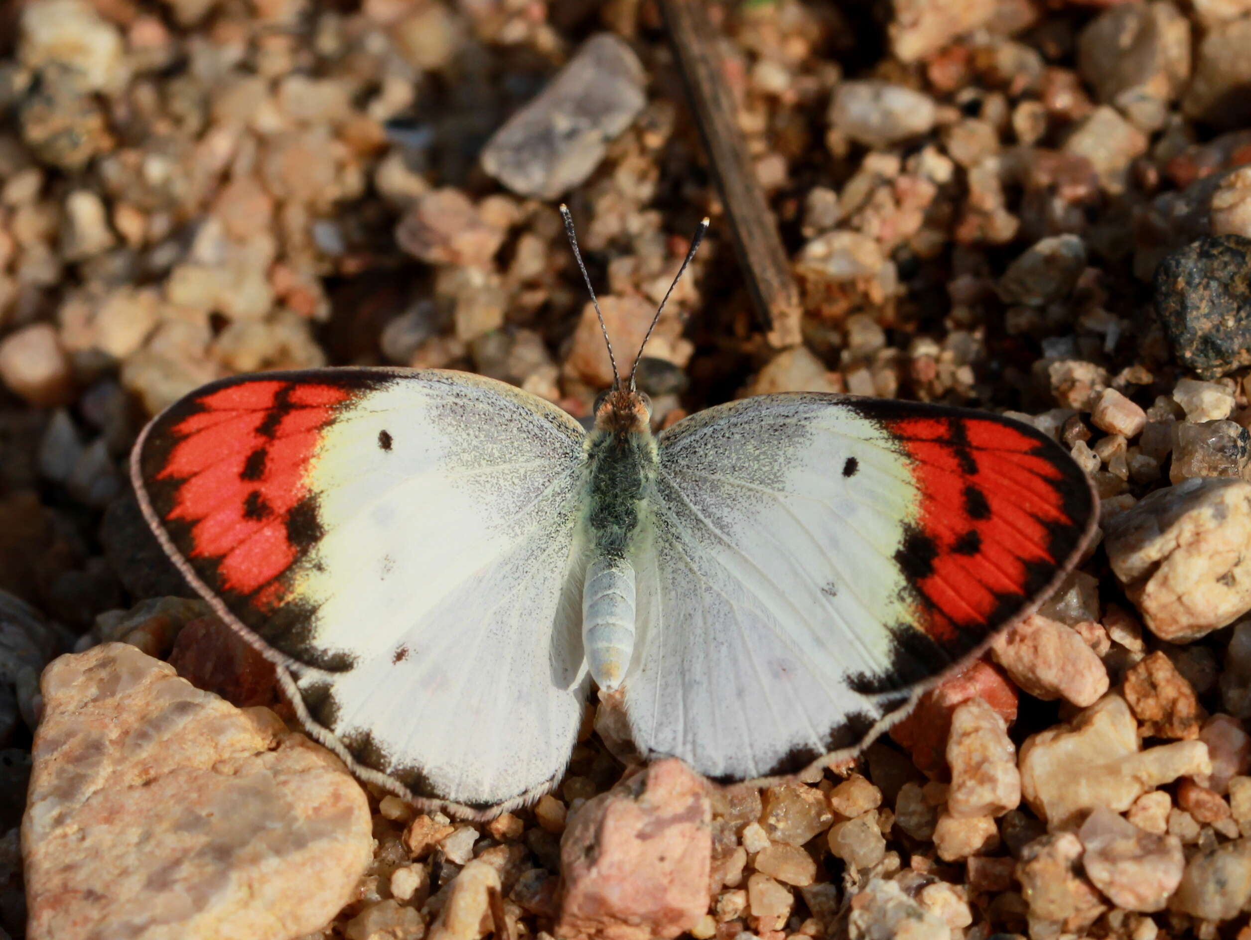 Image of Scarlet Tip