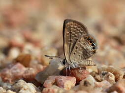 Image of Oriental Grass Jewel