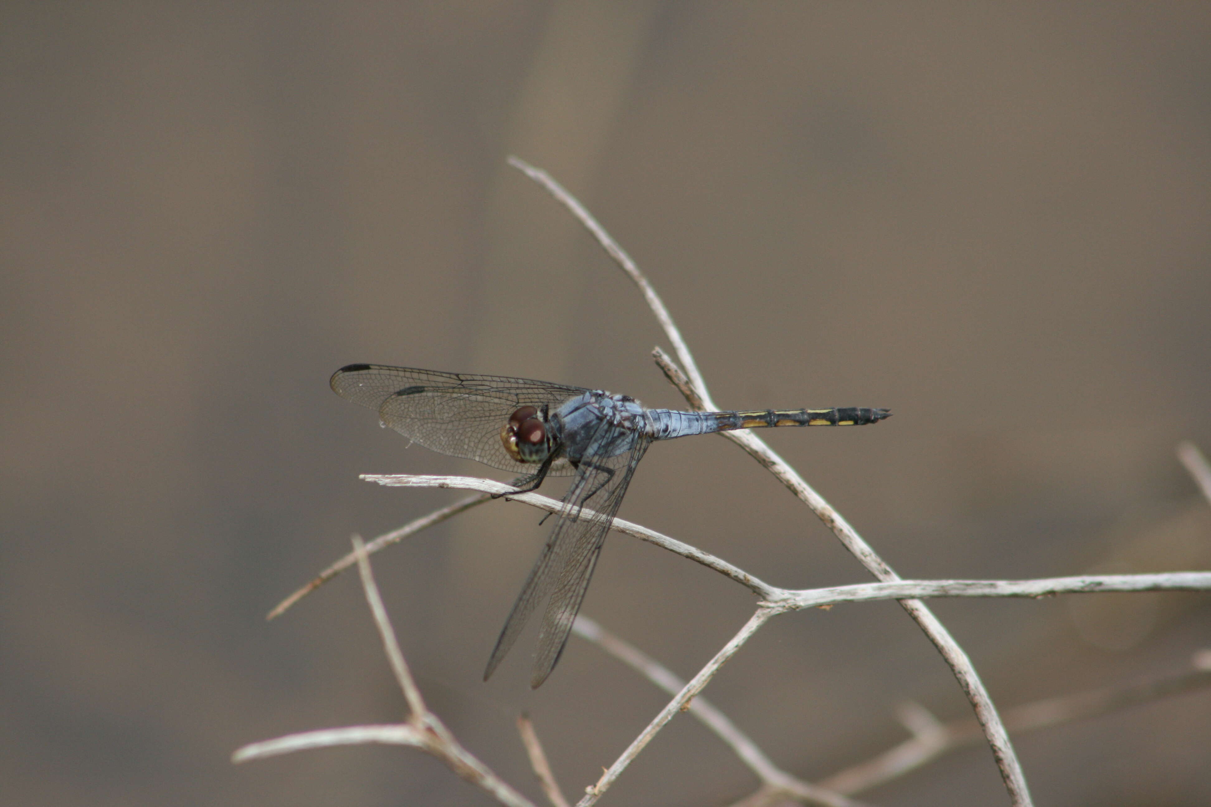 Image of Blue Chaser