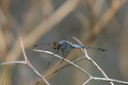 Image of Blue Chaser