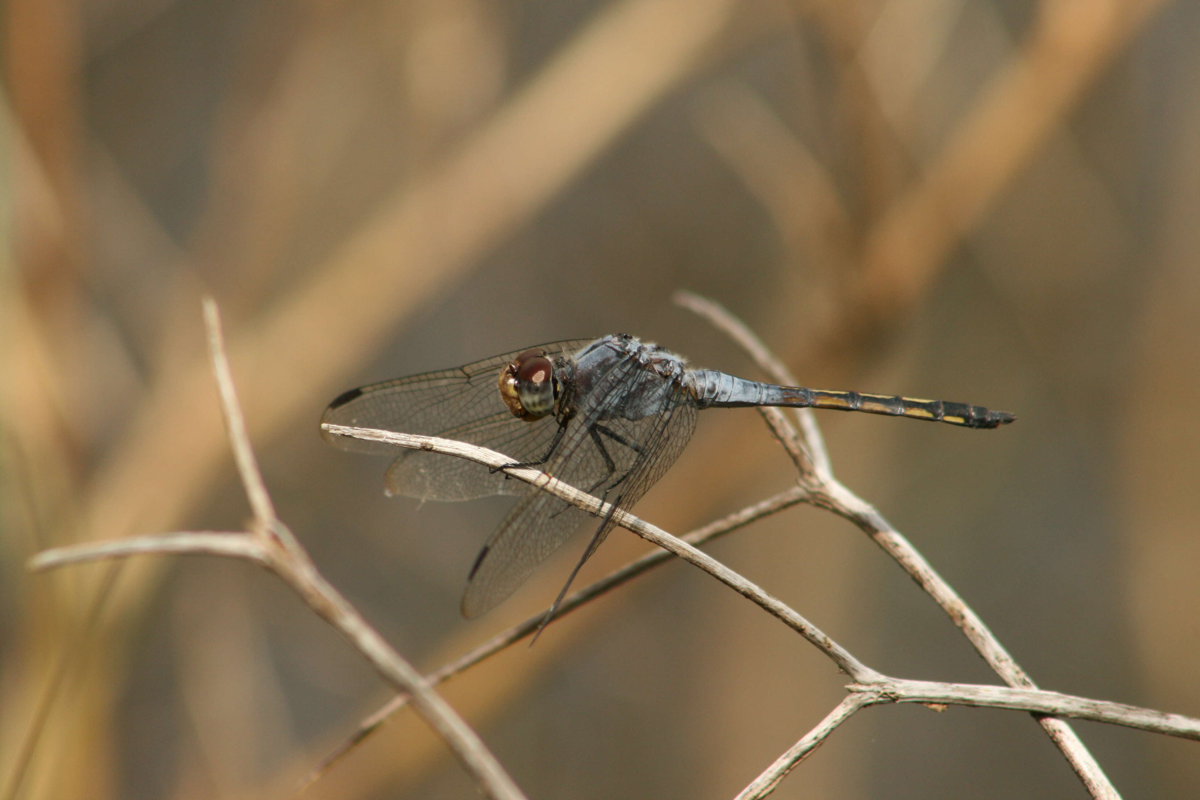 Image of Blue Chaser