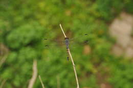 Image of Blue Chaser