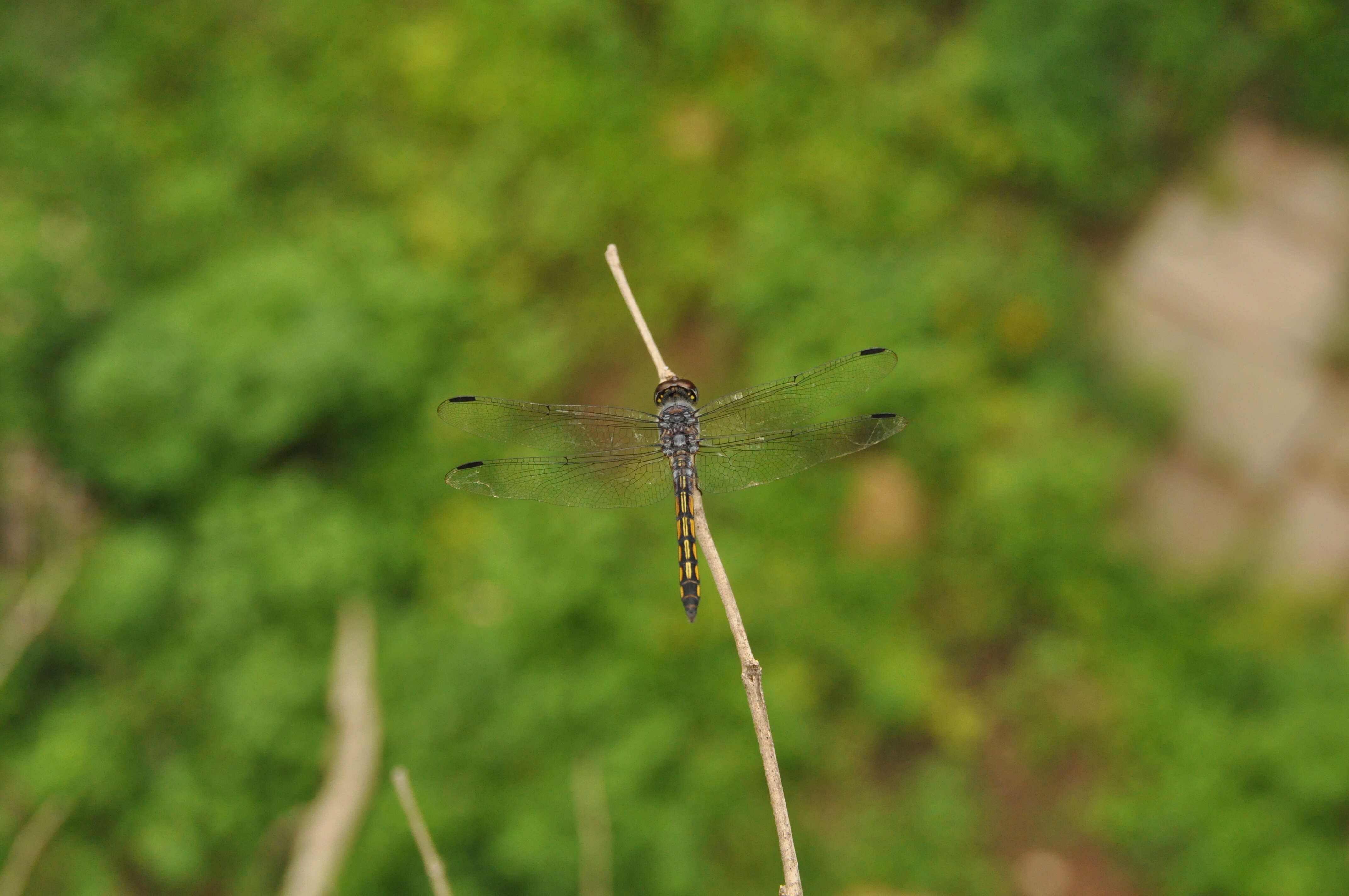 Image of Blue Chaser