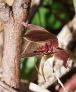 Image of Three-horned bird orchid