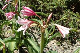 Image de Crinum bulbispermum (Burm. fil.) Milne-Redh. & Schweick.