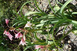 Image de Crinum bulbispermum (Burm. fil.) Milne-Redh. & Schweick.