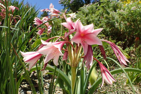 Image de Crinum bulbispermum (Burm. fil.) Milne-Redh. & Schweick.