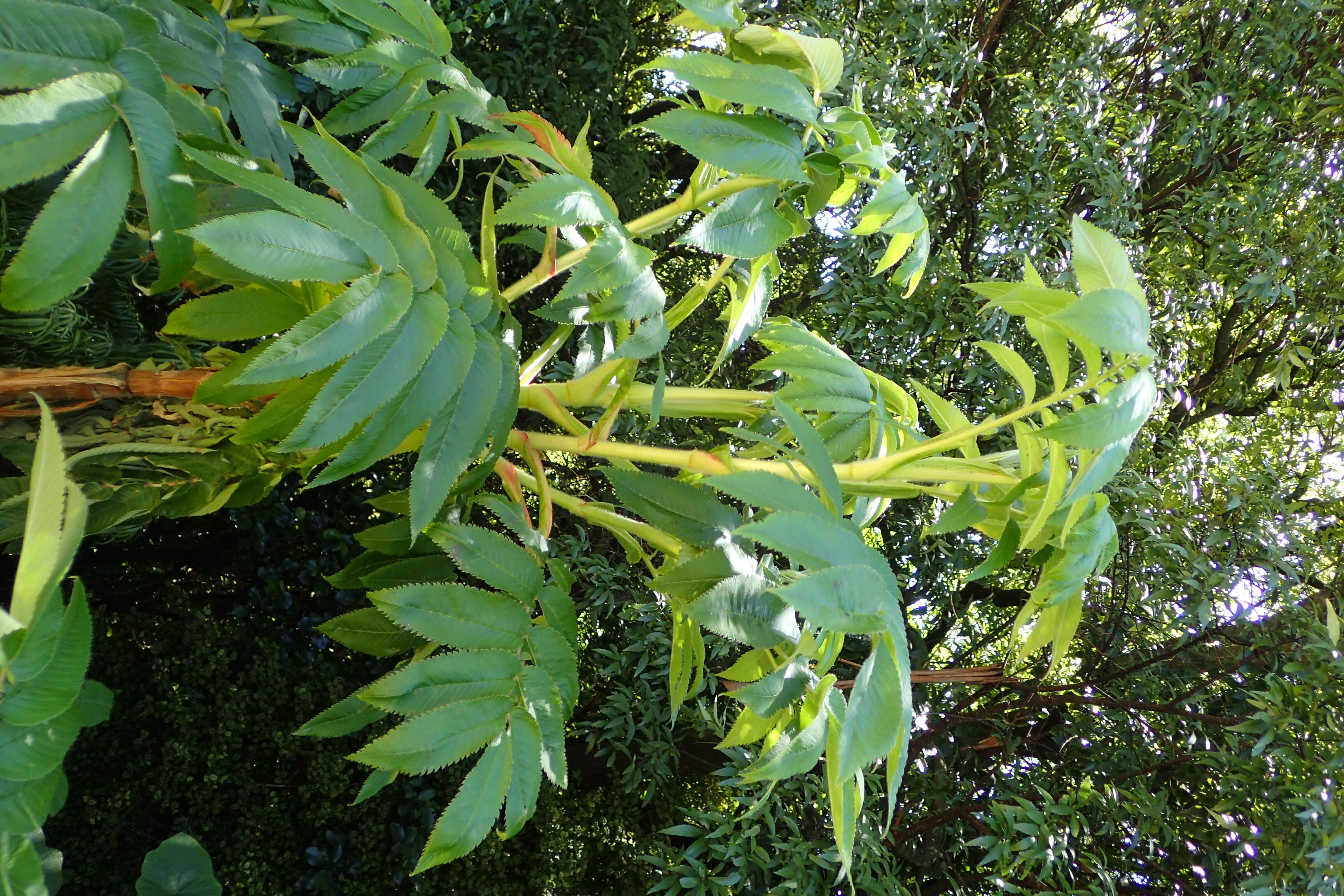 Image of Hagenia abyssinica (Bruce) J. F. Gmel.