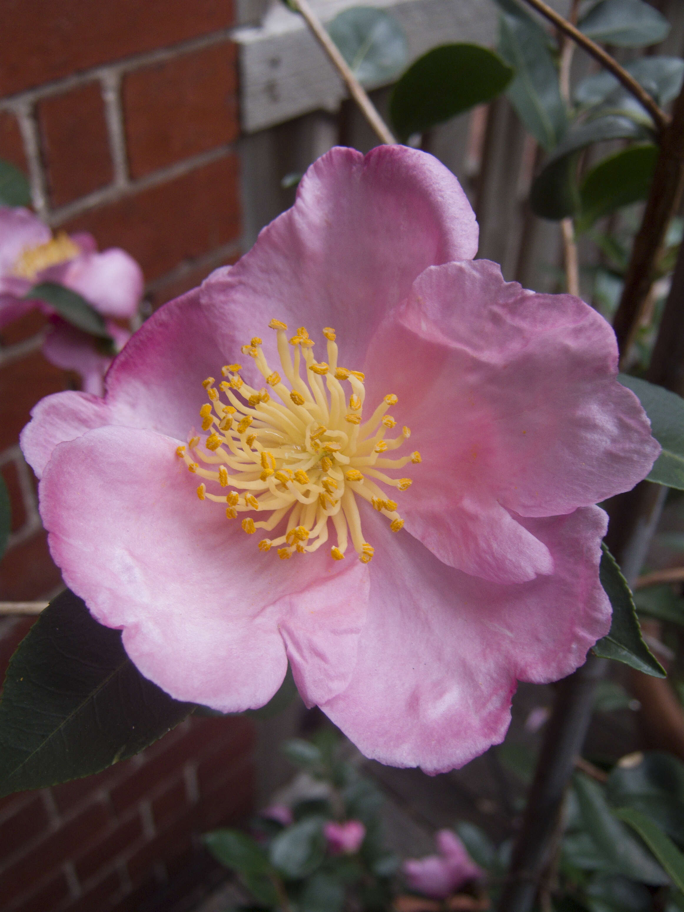 Image of Camellia sasanqua