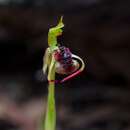 Image of Long-clubbed wasp orchid