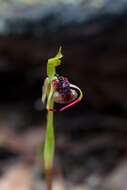 Image of Long-clubbed wasp orchid