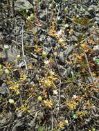 Image of nailwort