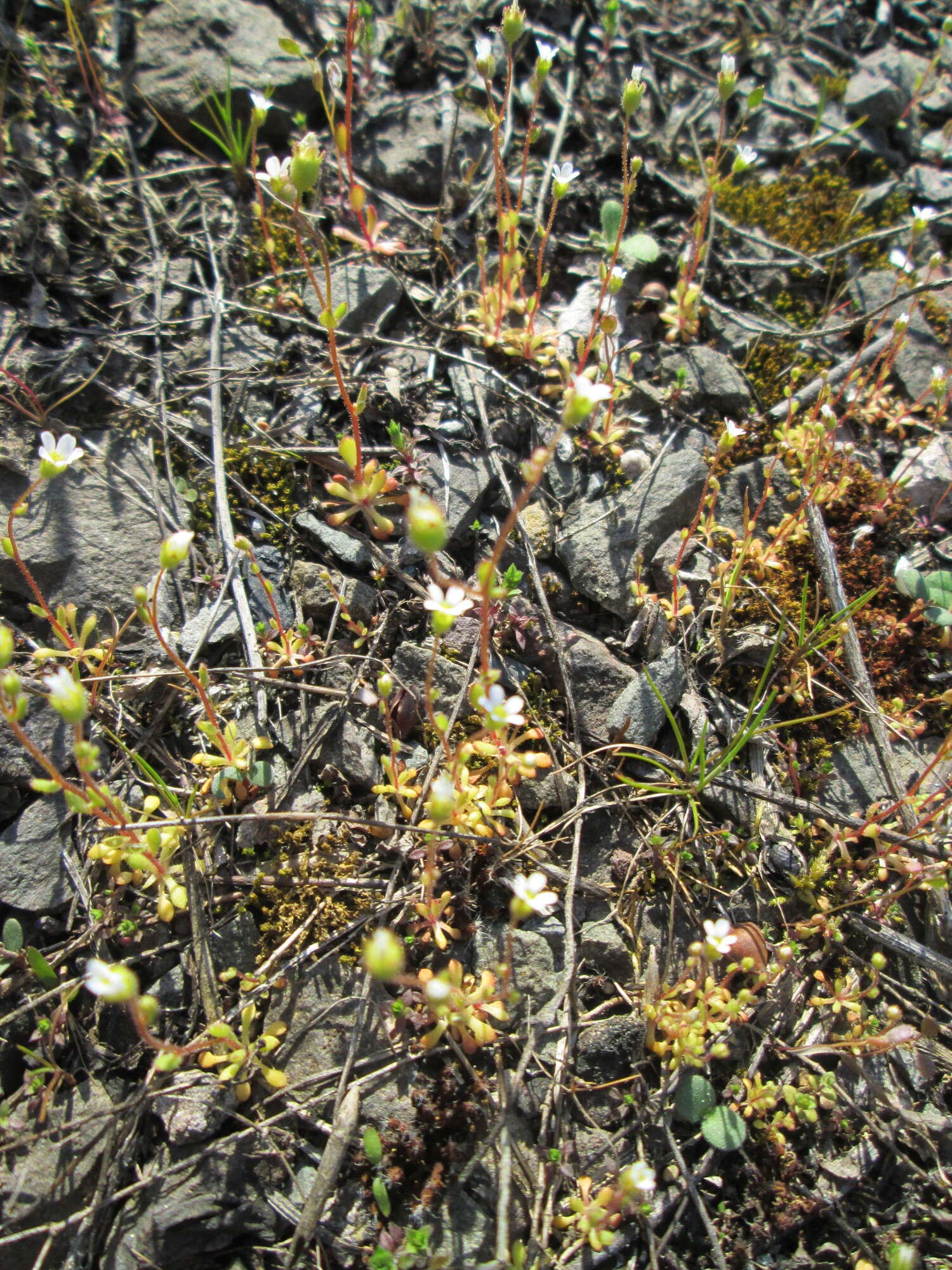 Image of nailwort