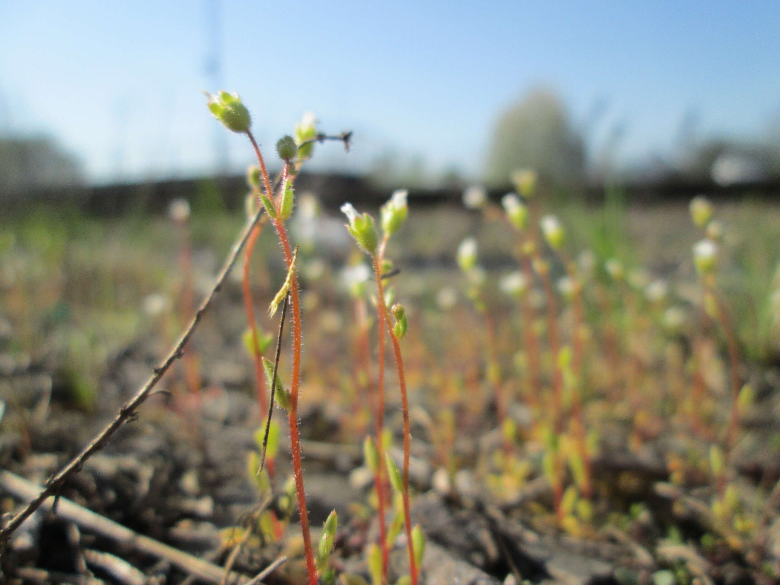 Image of nailwort