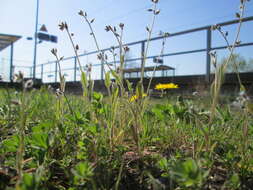 Image of strict forget-me-not