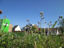 Image of strict forget-me-not