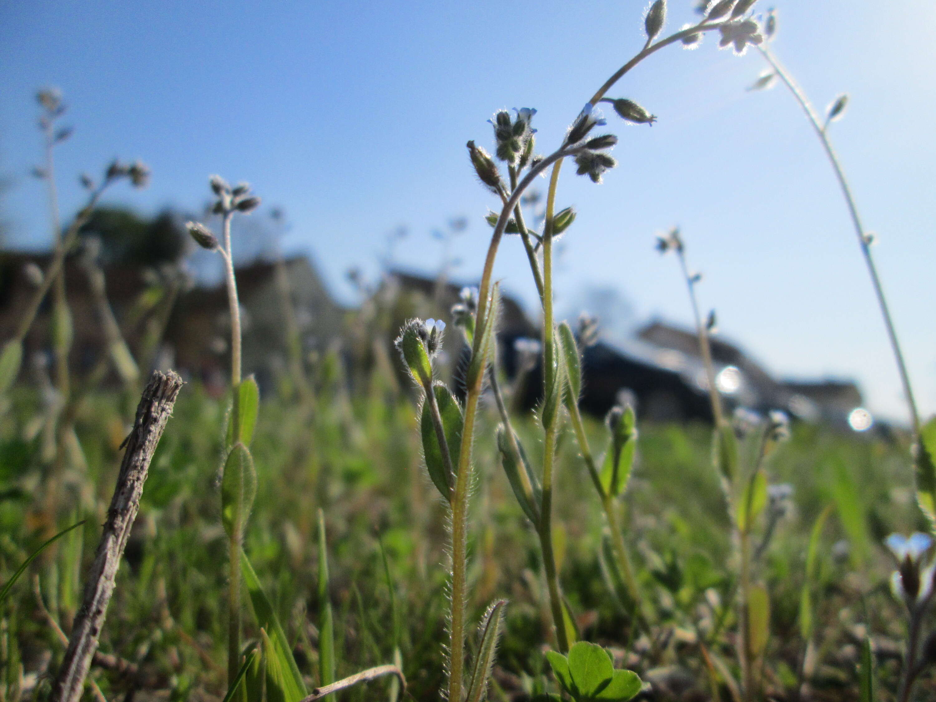 Image of strict forget-me-not