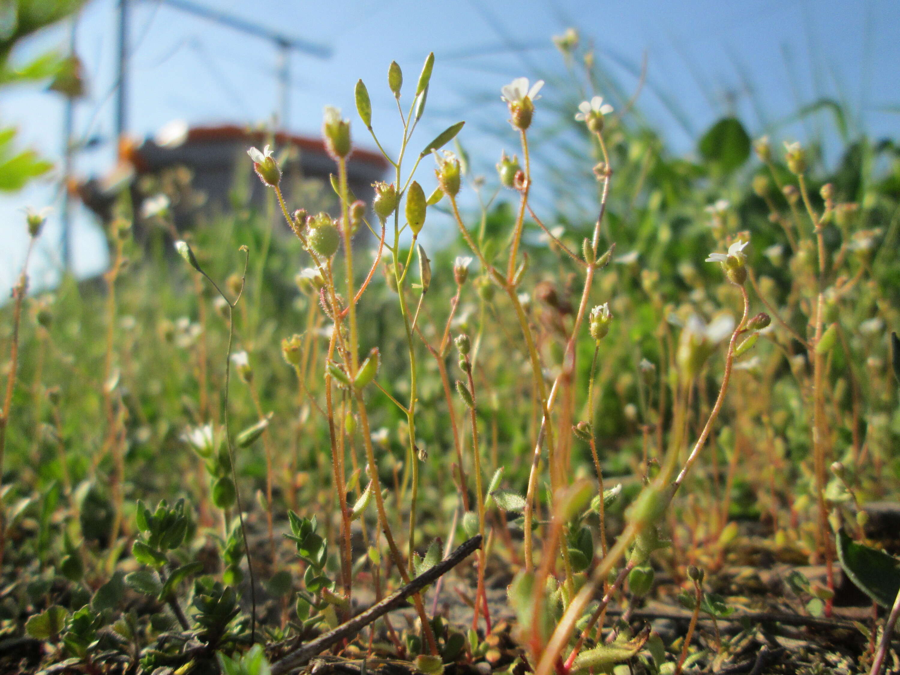 Image of nailwort