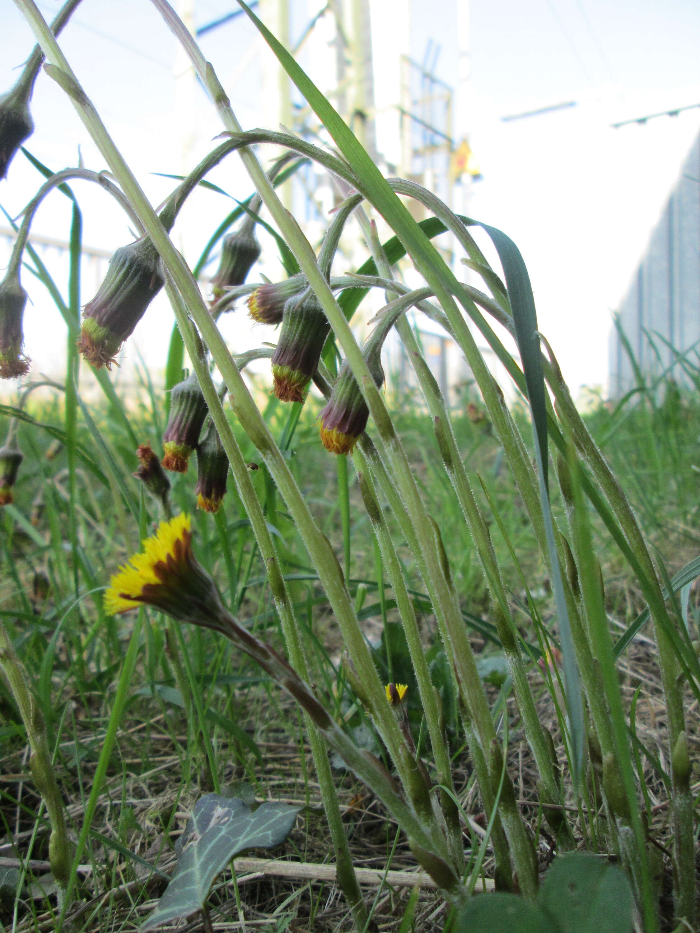 Image of coltsfoot