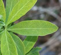 Image of Daphne pseudomezereum A. Gray