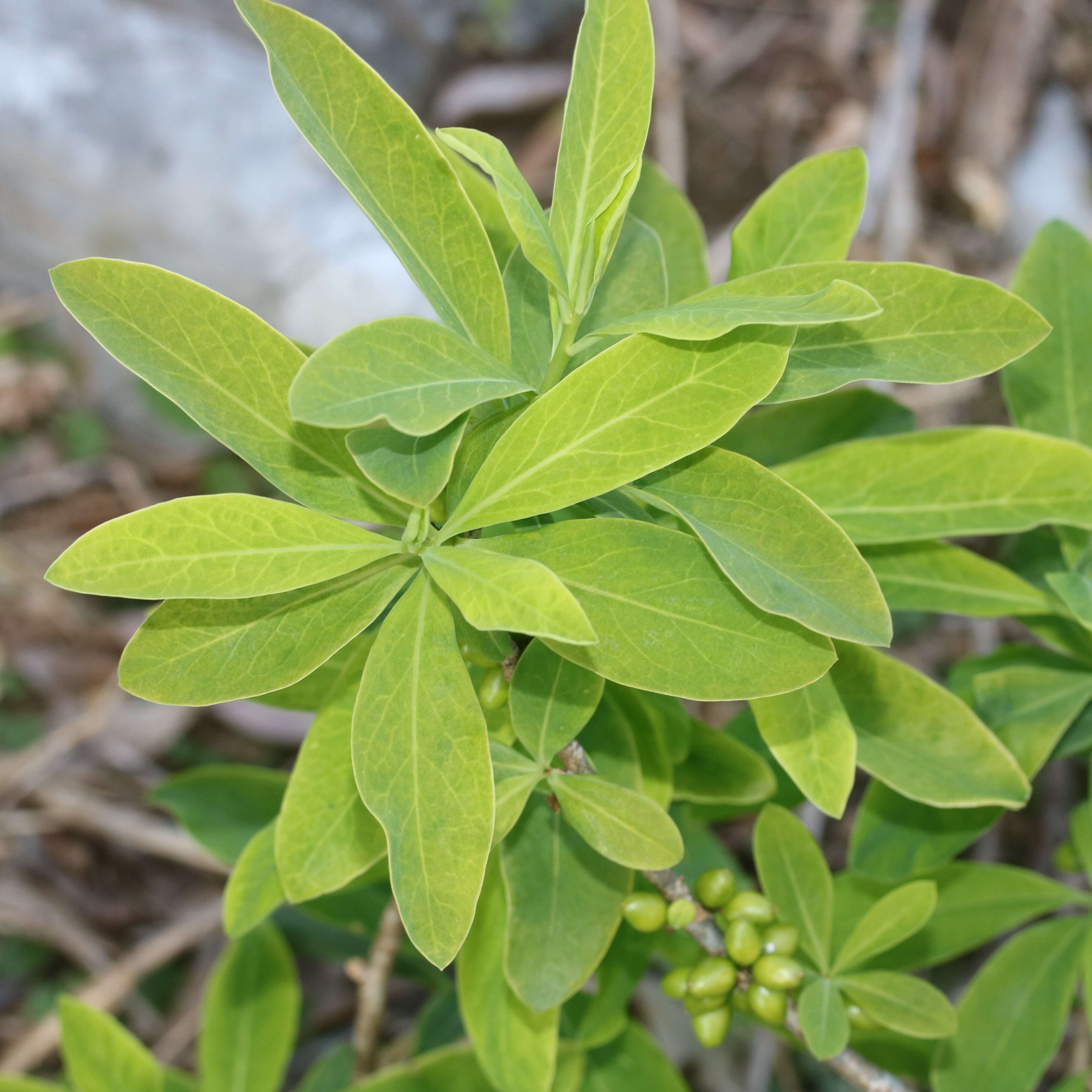 Image of Daphne pseudomezereum A. Gray