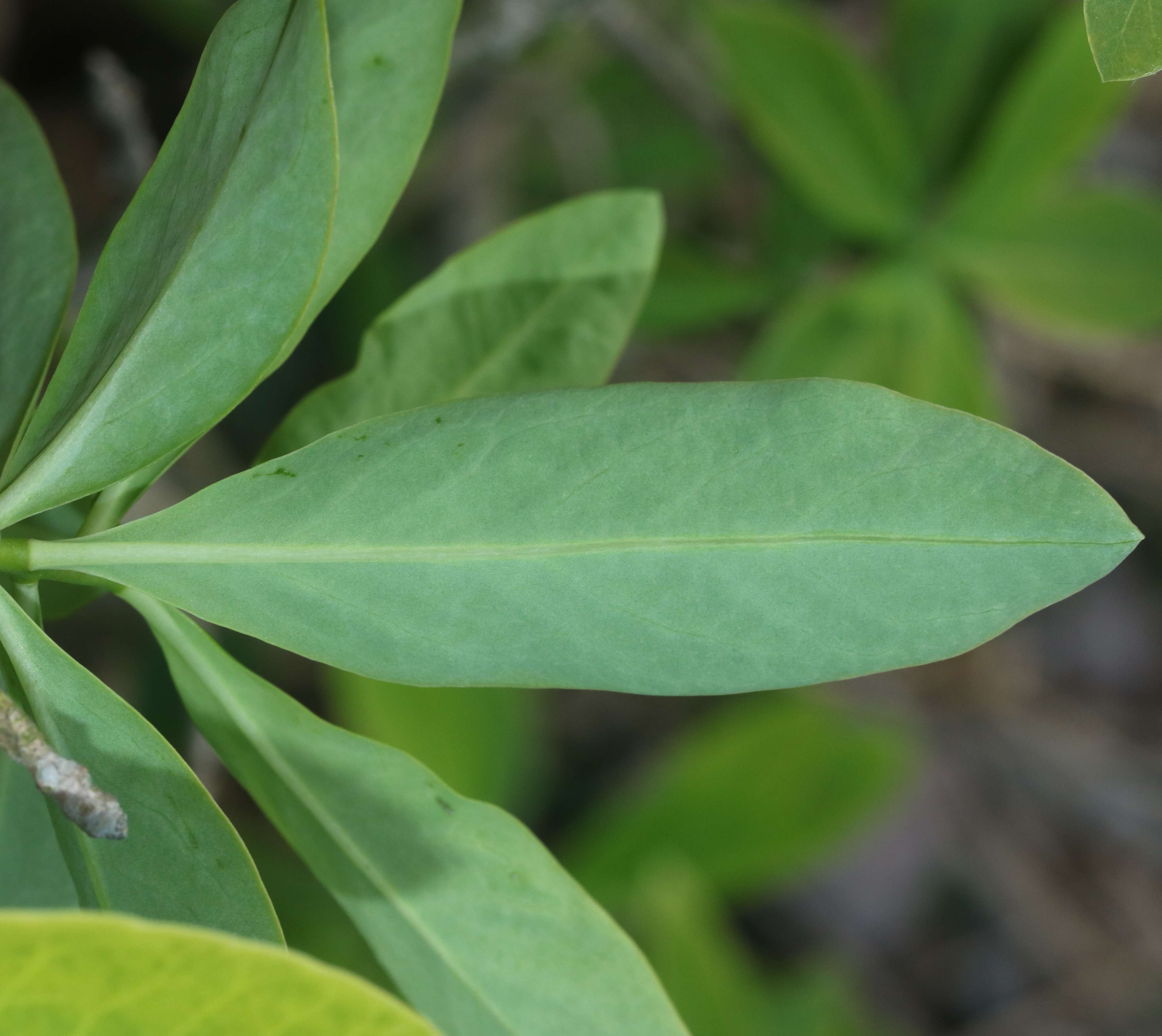 Image of Daphne pseudomezereum A. Gray