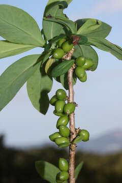 Image of Daphne pseudomezereum A. Gray