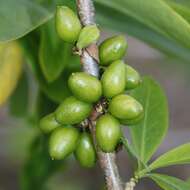 Image of Daphne pseudomezereum A. Gray