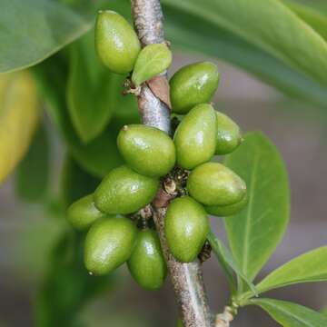 Image of Daphne pseudomezereum A. Gray