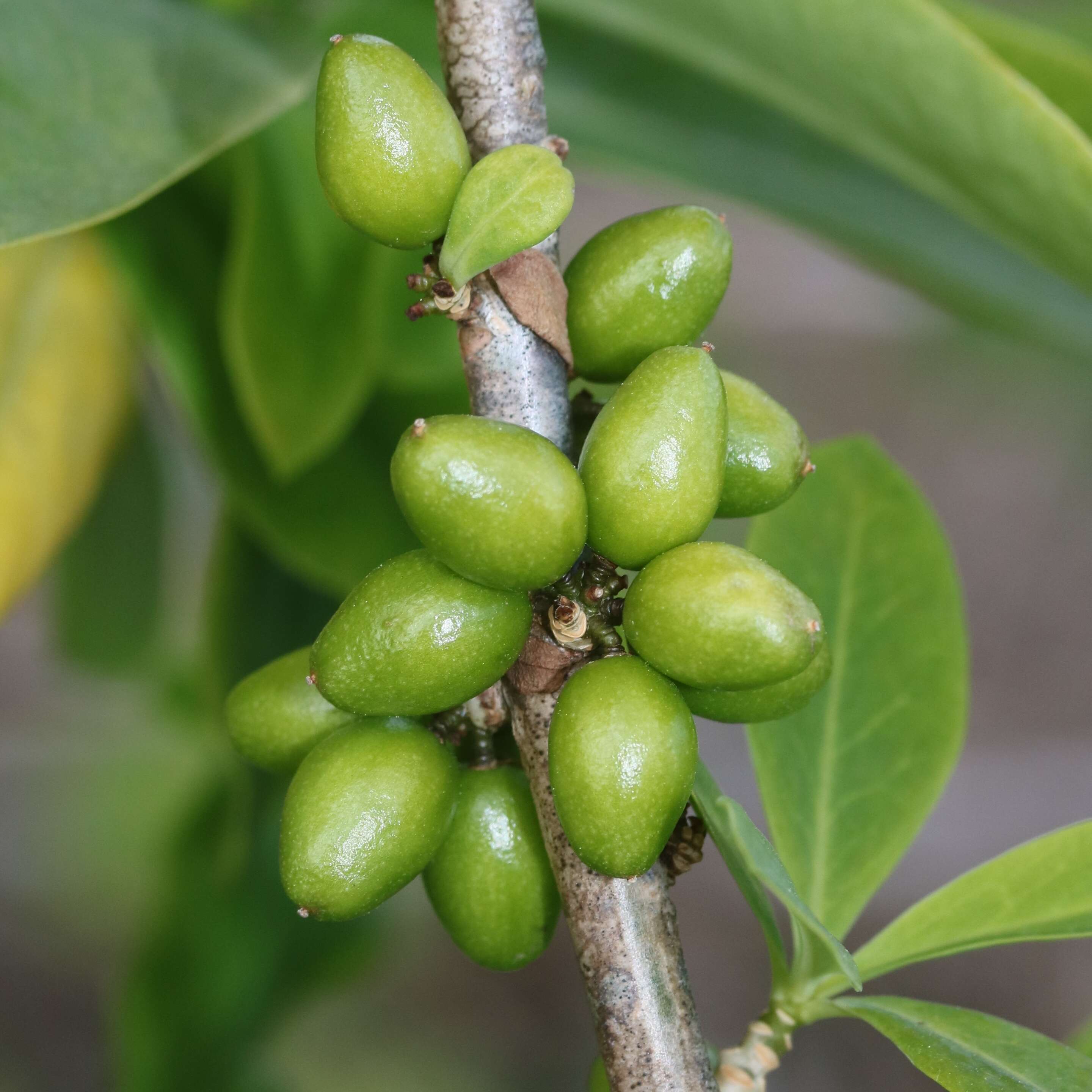 Image of Daphne pseudomezereum A. Gray