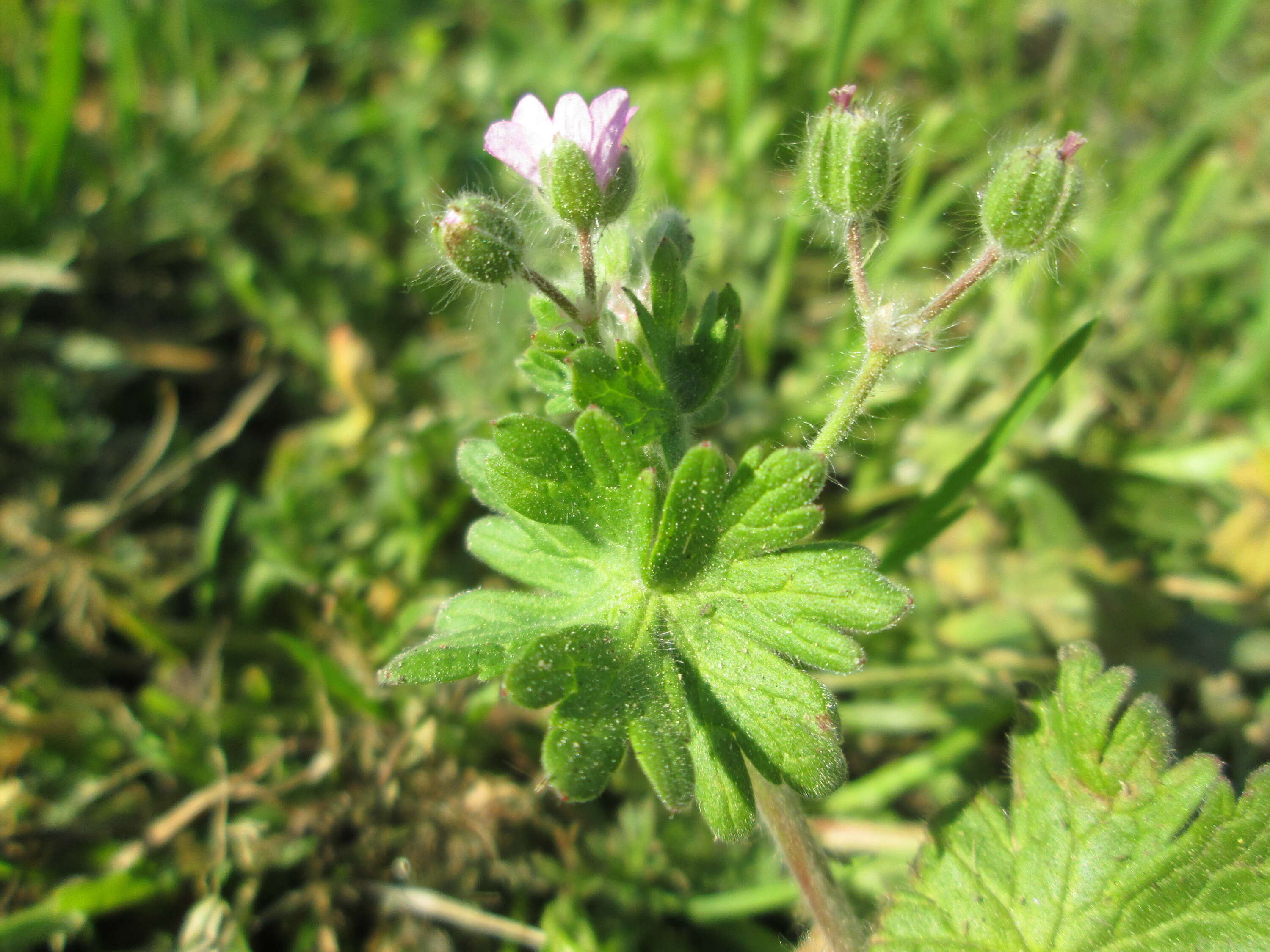 Imagem de Geranium molle L.