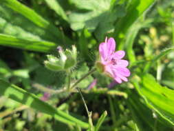 Imagem de Geranium molle L.