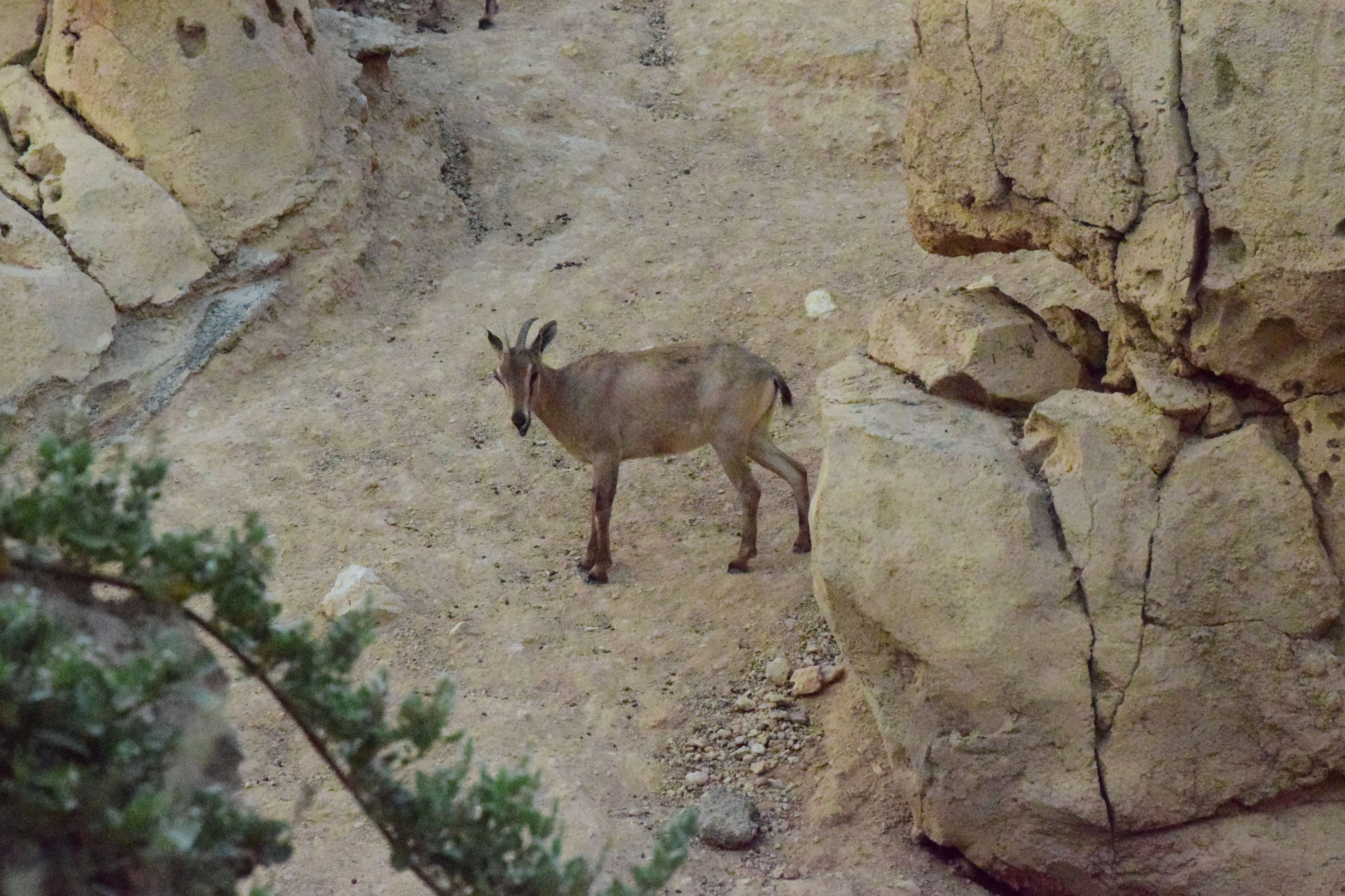 Image of Arabian tahr