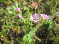 Imagem de Geranium molle L.