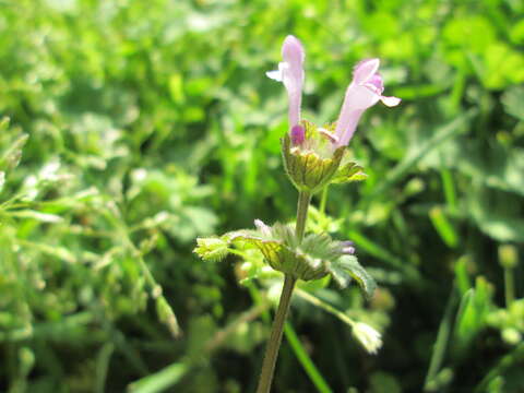 Image of common henbit