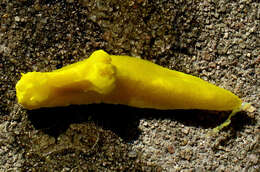 Image of Yellow sponge slug