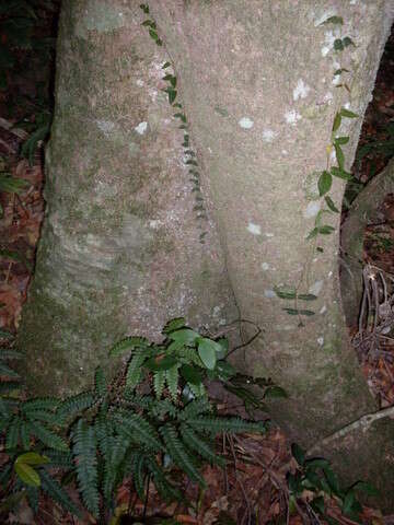 Image de Symplocos cochinchinensis var. stawellii (F. v. Muell.) Nooteboom