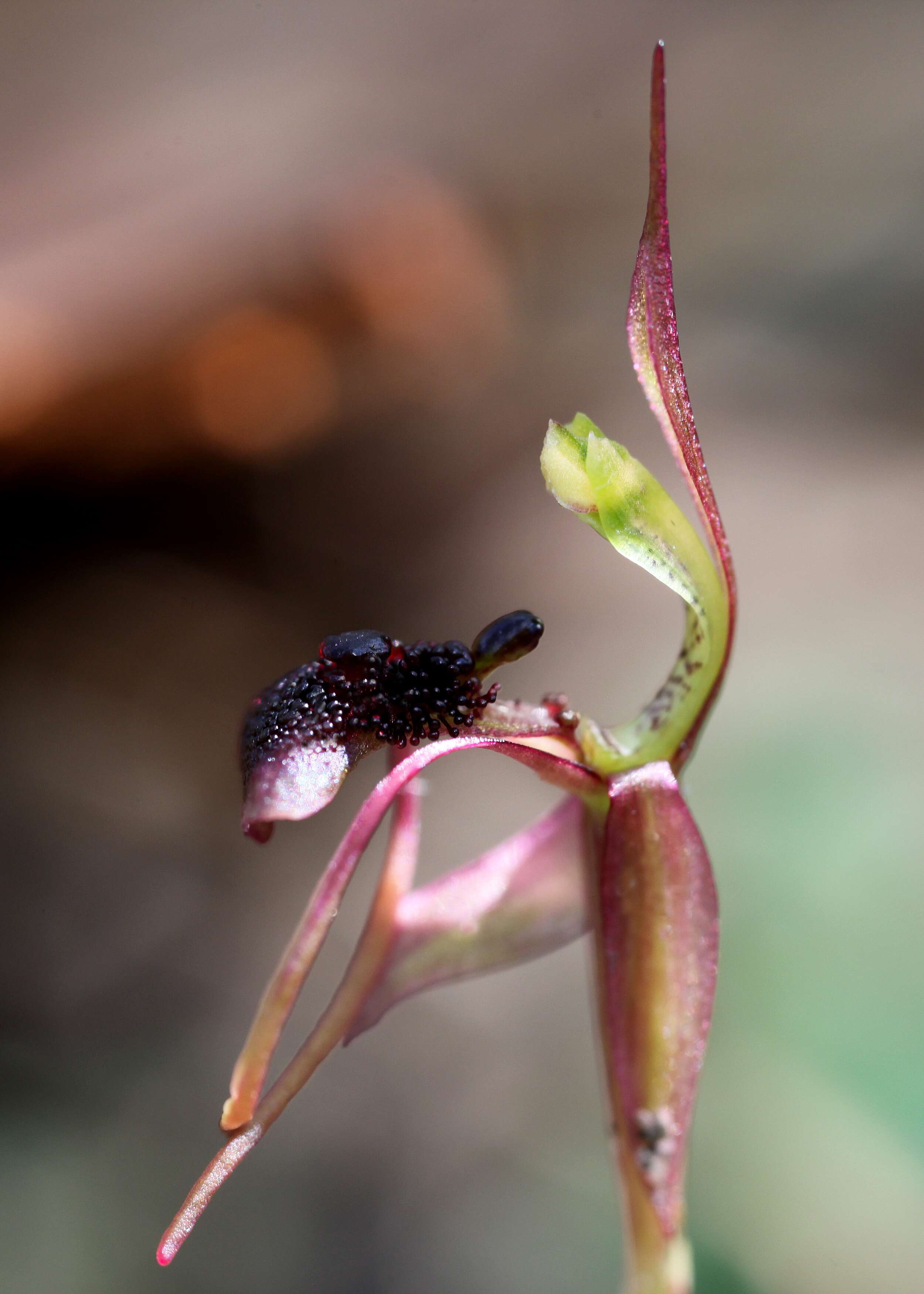 Image of Chiloglottis