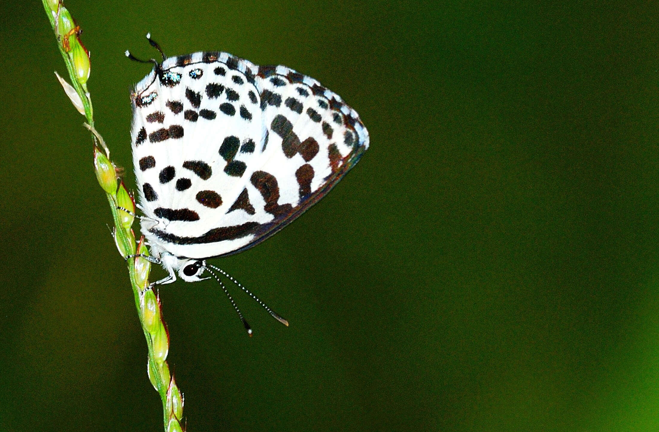 Image of Common Pierrot