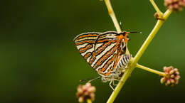 Слика од Cigaritis vulcanus