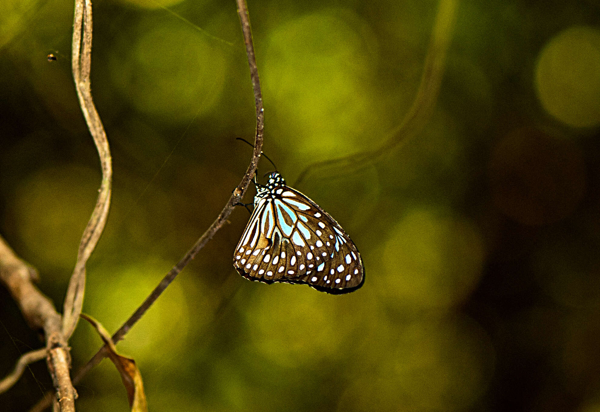 Image of Tirumala septentrionis