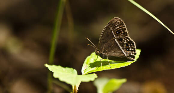 Imagem de Mycalesis mineus Linnaeus 1858