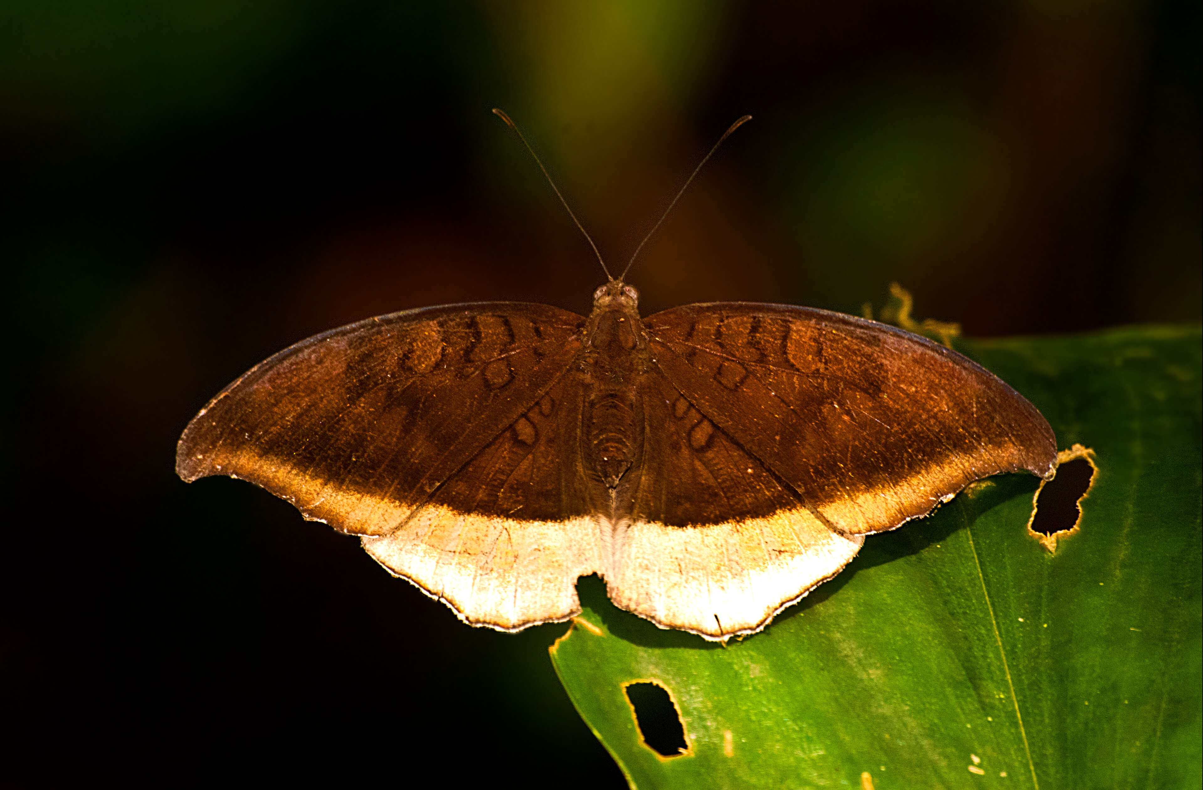 Image of Tanaecia lepidea Butler 1868