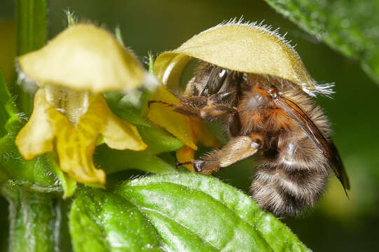 Image of Anthophora plumipes (Pallas 1772)